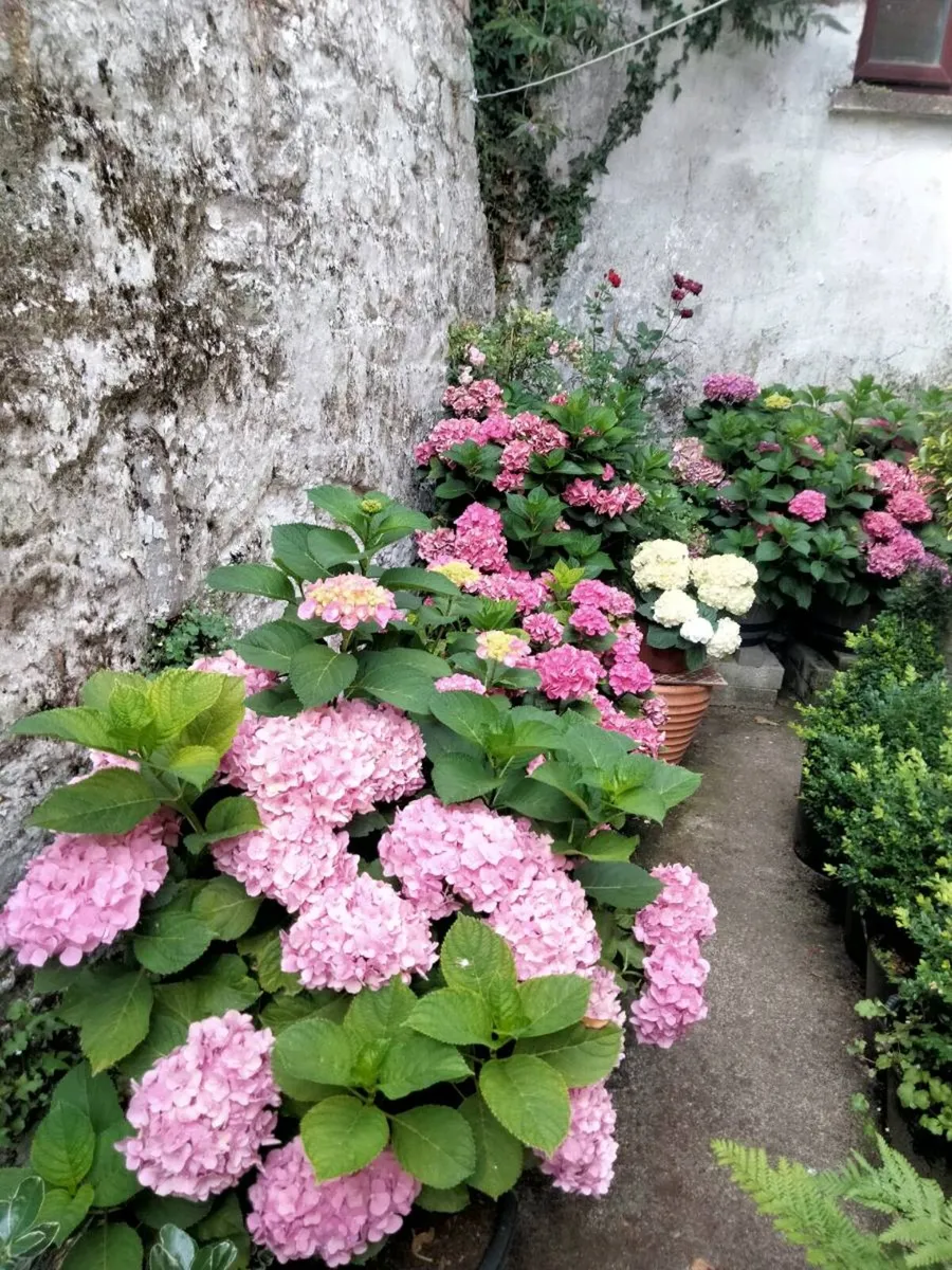 Plants And landscaping - Image 1