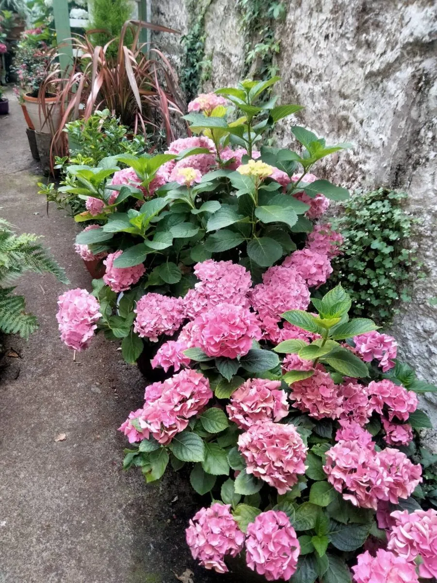 Plants And landscaping - Image 2