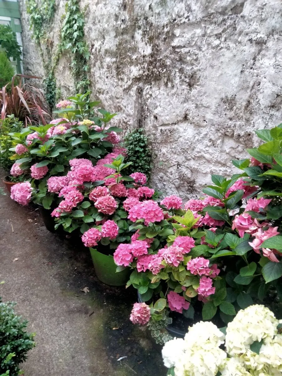 Plants And landscaping - Image 3