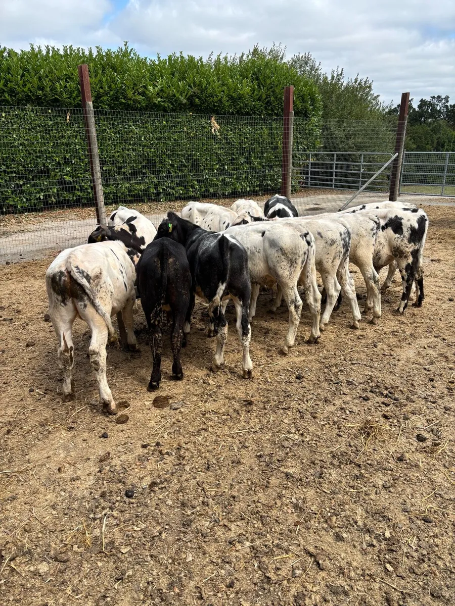 12 February born Belgian blue bulls - Image 1