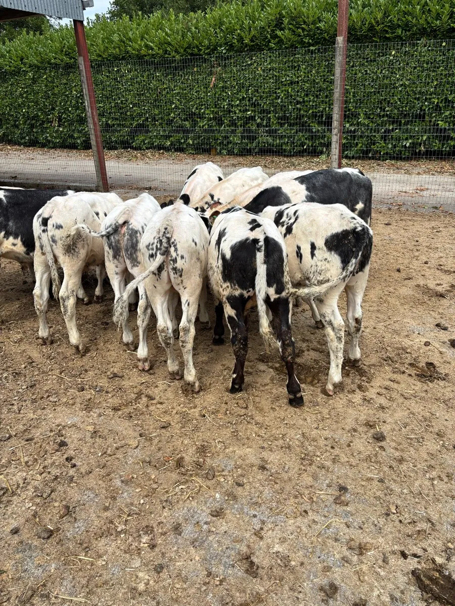 12 February born Belgian blue bulls - Image 2