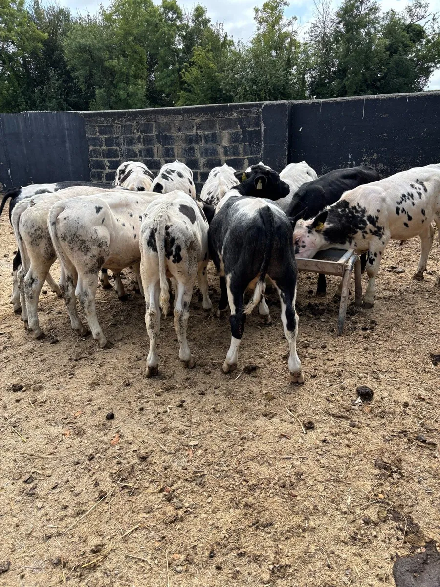 12 February born Belgian blue bulls - Image 3