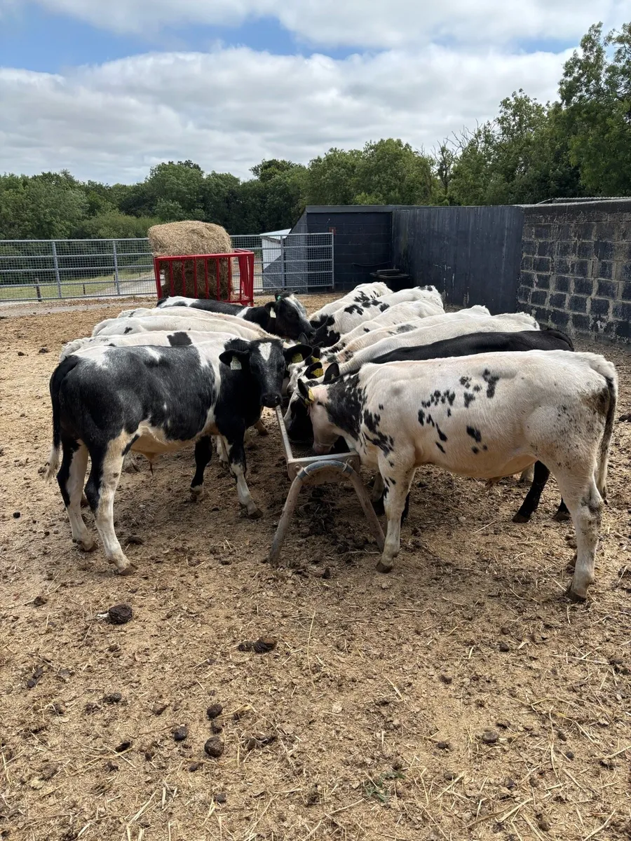 12 February born Belgian blue bulls - Image 4