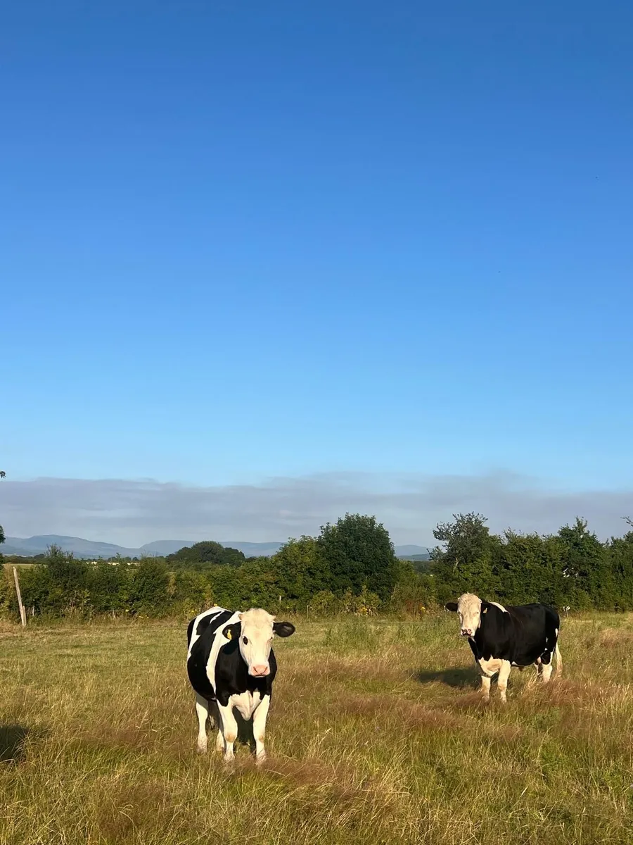 Hereford X Bull and Bullock - Image 1