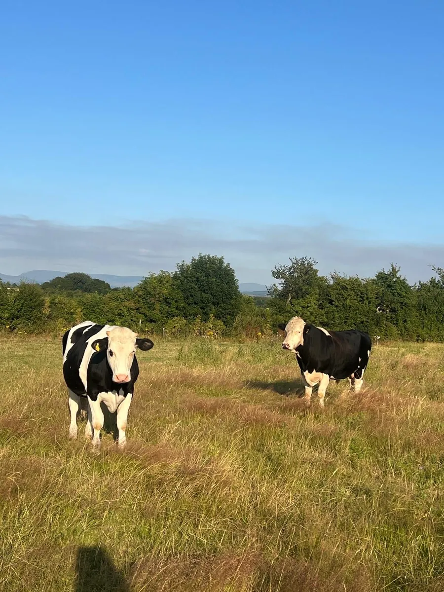 Hereford X Bull and Bullock - Image 2