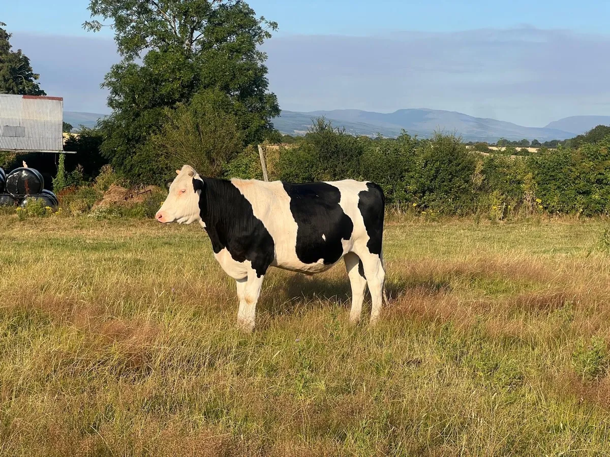 Hereford X Bull and Bullock - Image 3
