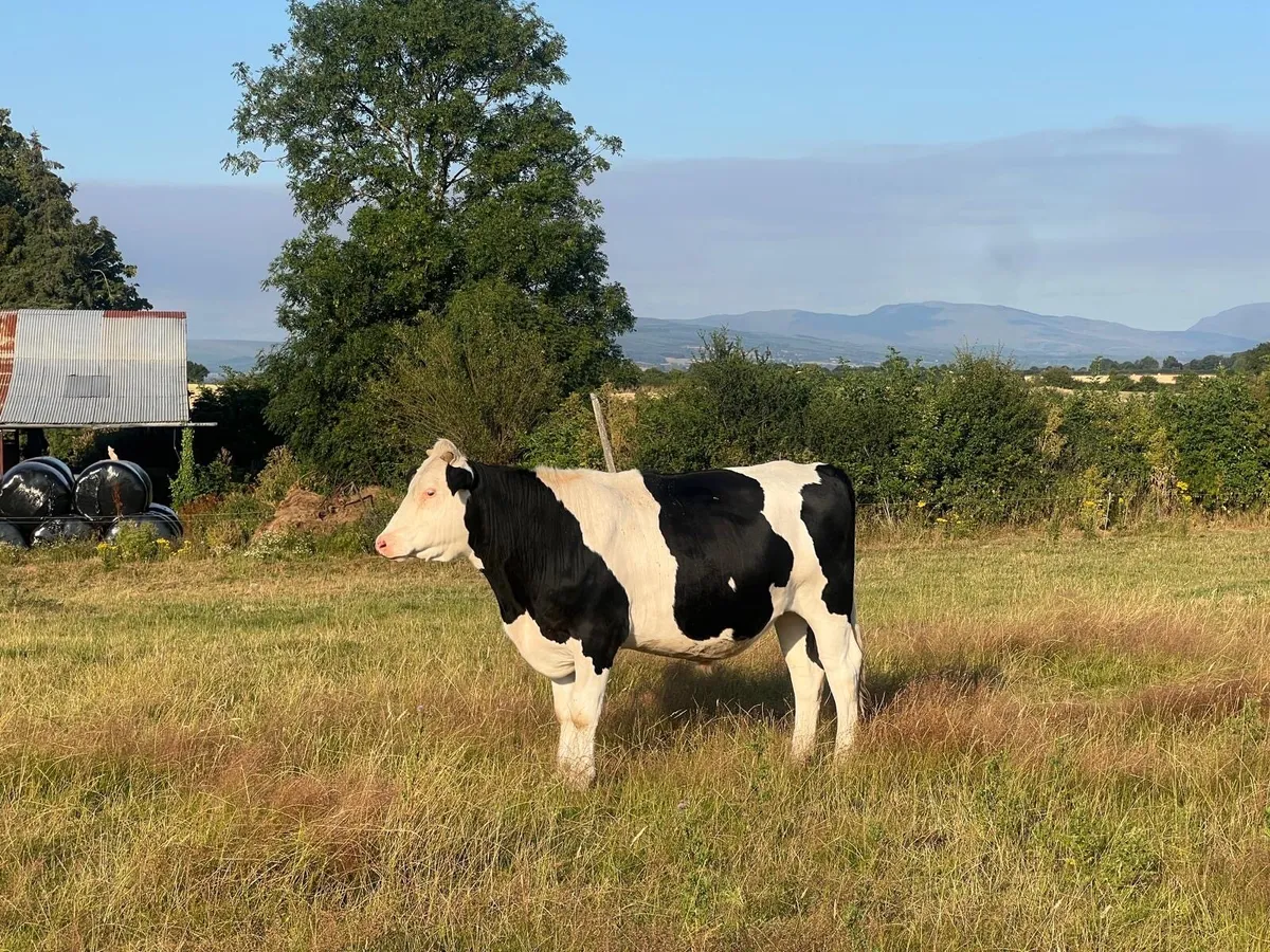 Hereford X Bull and Bullock - Image 4