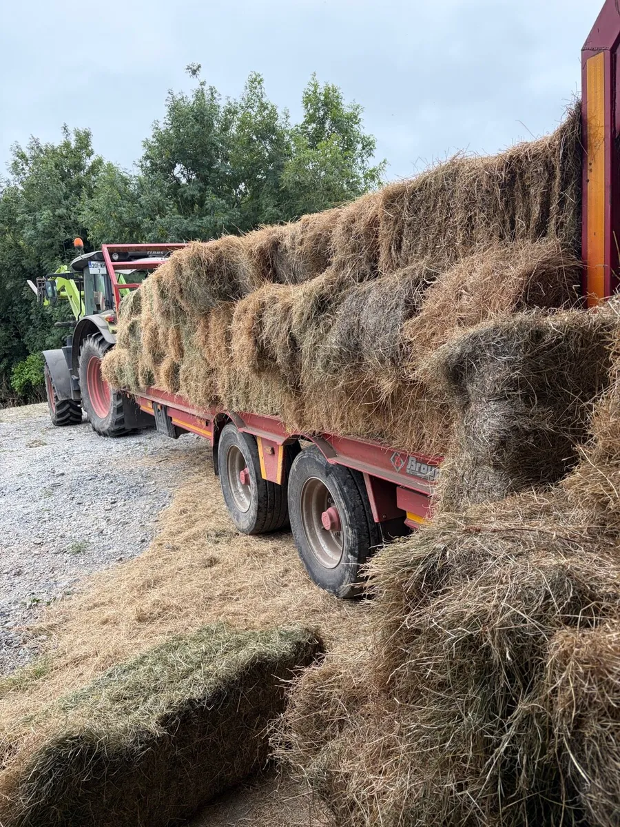 Square Bales for sales - Image 2