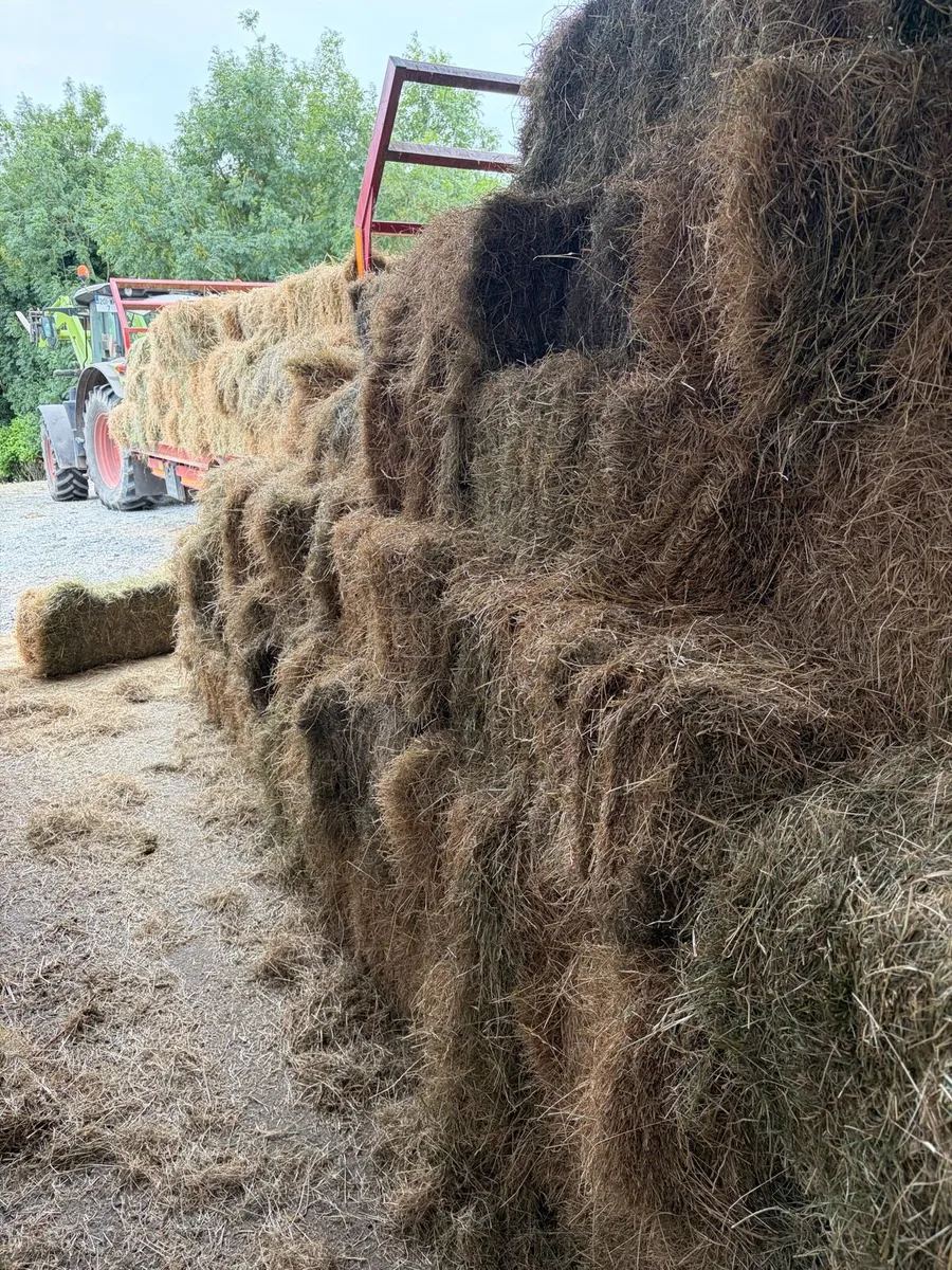 Square Bales for sales - Image 3