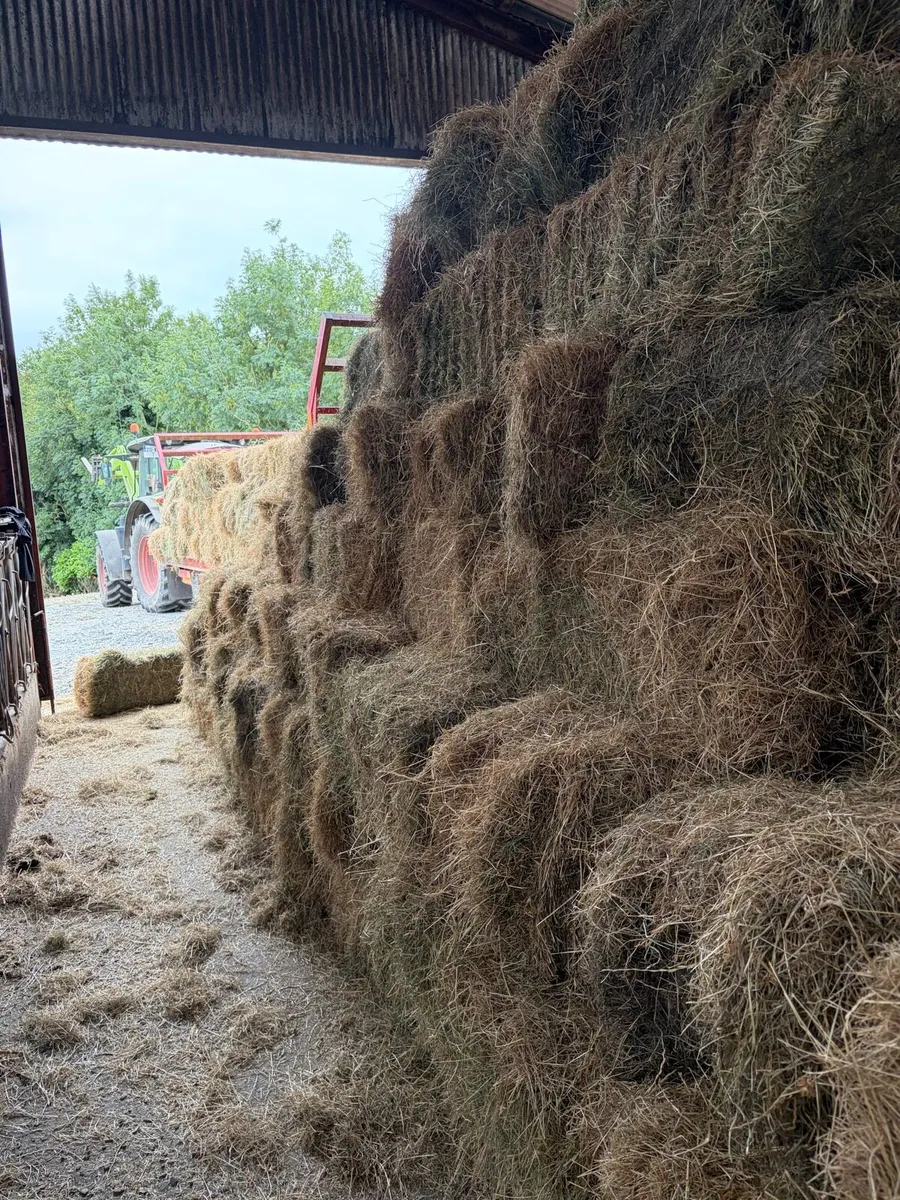 Square Bales for sales - Image 4