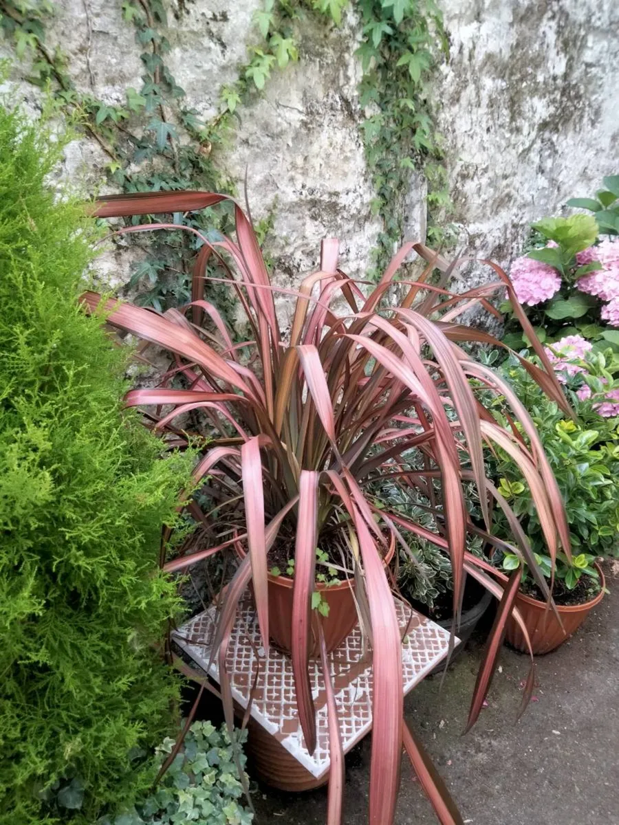 Plants