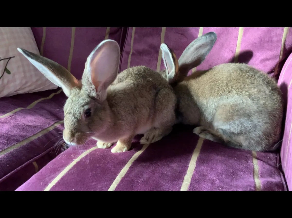 Giant Flemish rabbits - Image 1