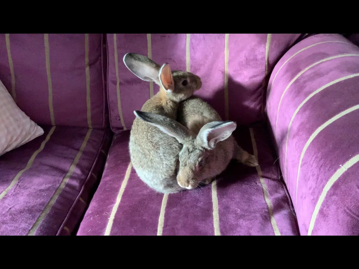 Giant Flemish rabbits - Image 2