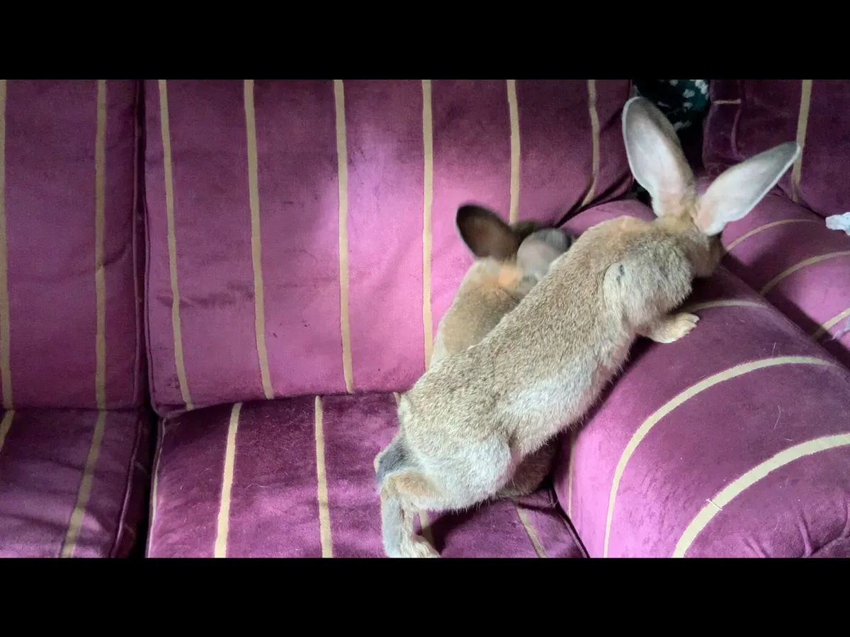 Giant Flemish rabbits - Image 3