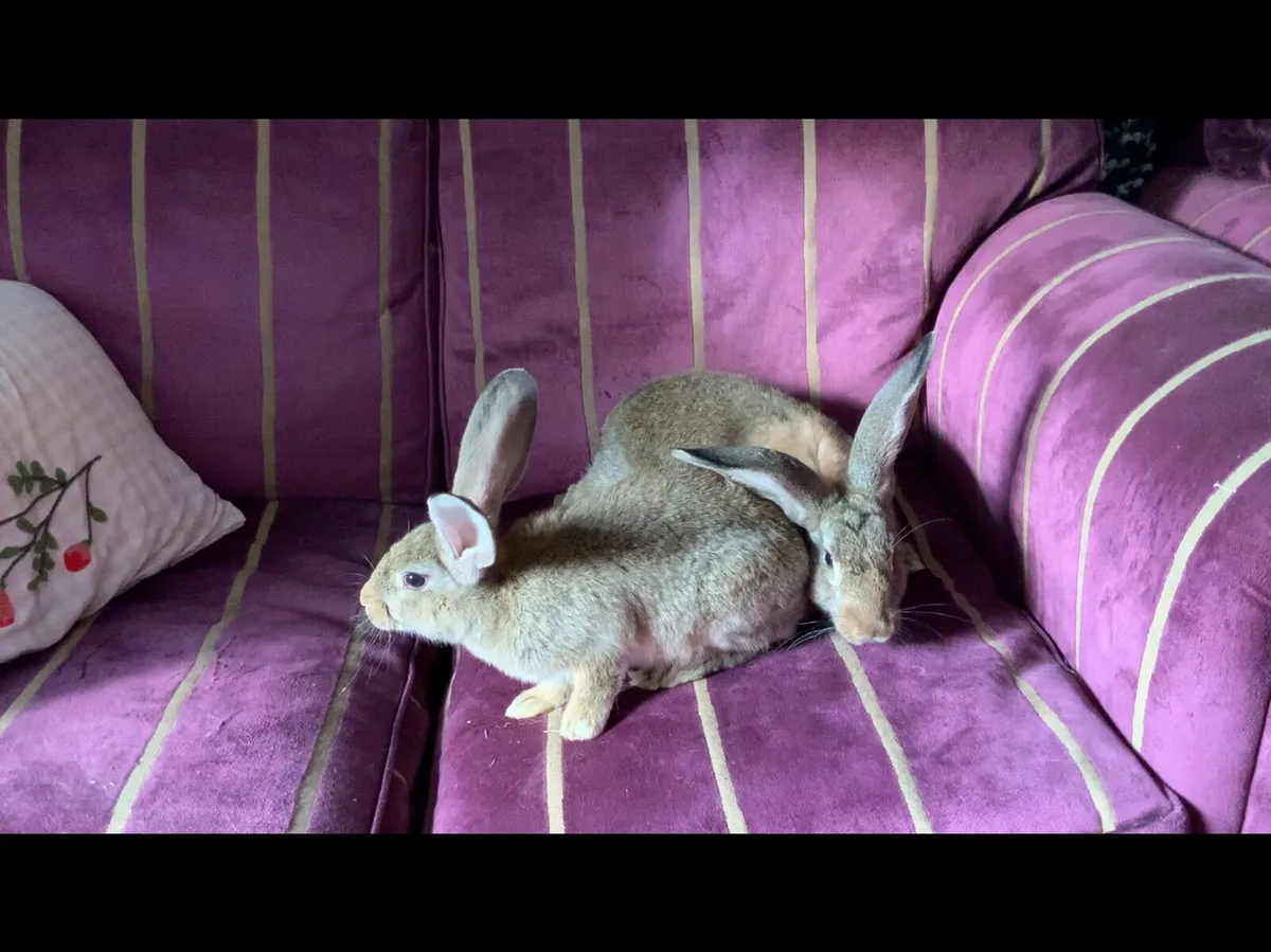 Giant Flemish rabbits - Image 4