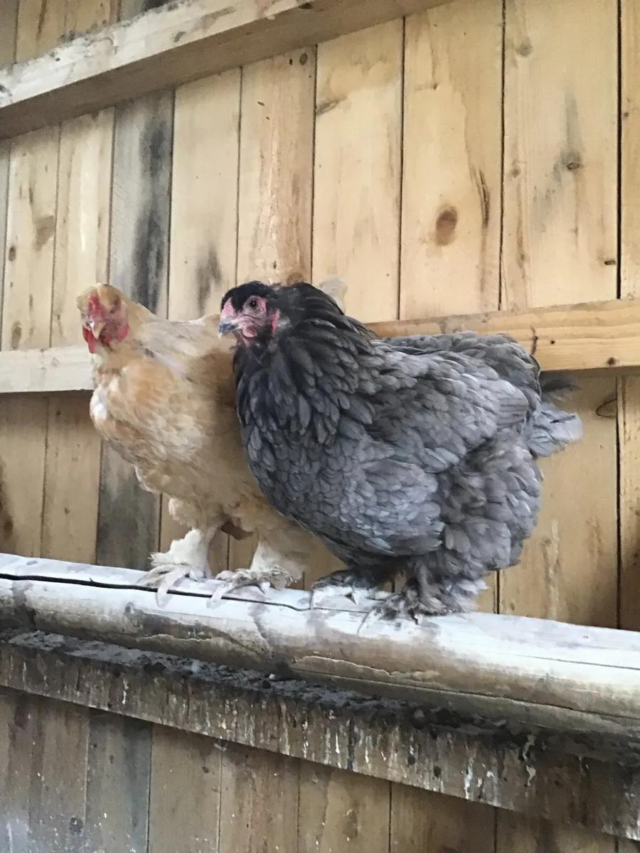 9 Organic Laying Hens and Cockeral - Image 1