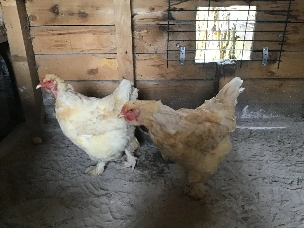 9 Organic Laying Hens and Cockeral - Image 2