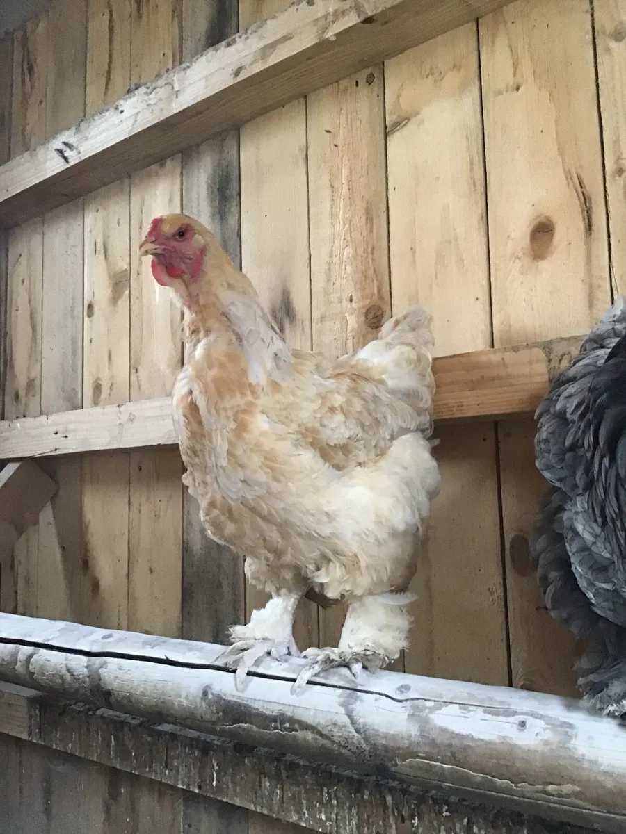 9 Organic Laying Hens and Cockeral - Image 3