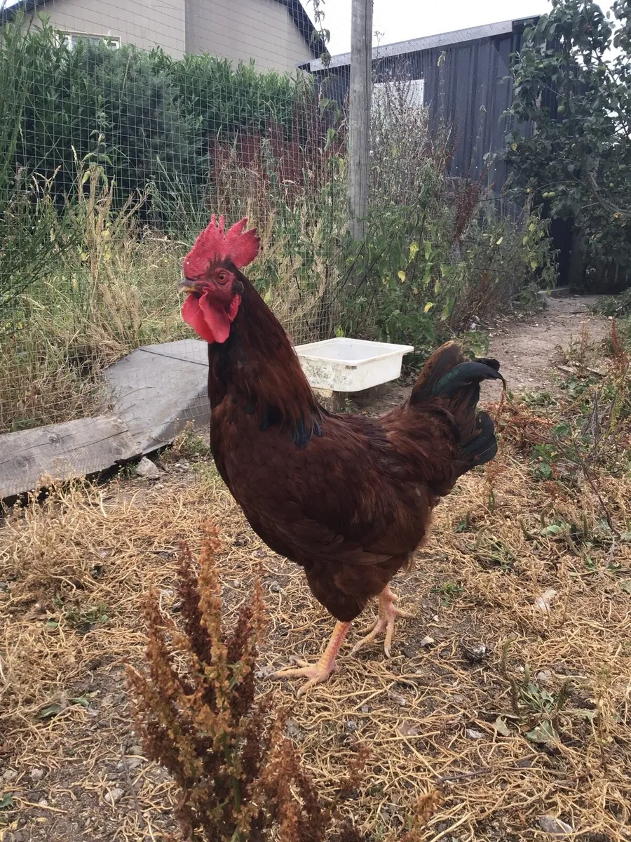 9 Organic Laying Hens and Cockeral - Image 4