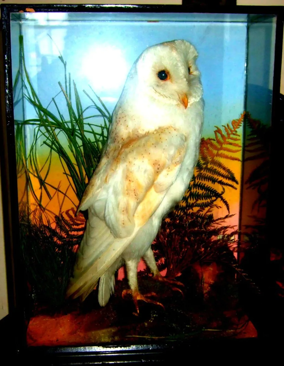 Rare Taxidermy Owl by Rohu & Sons Cork - Image 1