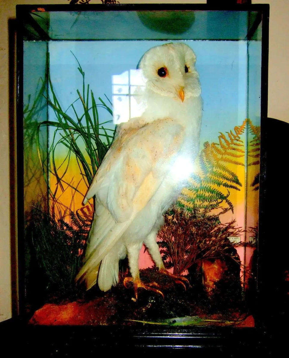 Rare Taxidermy Owl by Rohu & Sons Cork - Image 2