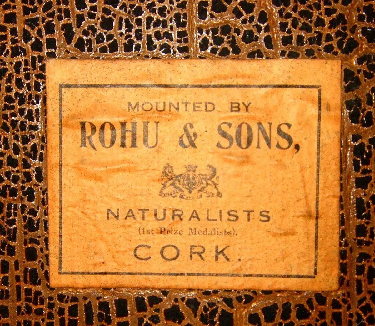 Rare Taxidermy Owl by Rohu & Sons Cork - Image 4