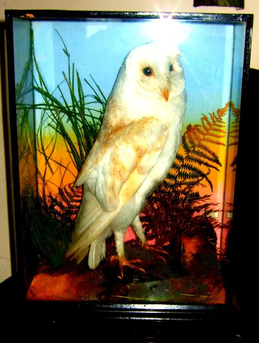 Rare Taxidermy Owl by Rohu & Sons Cork - Image 3