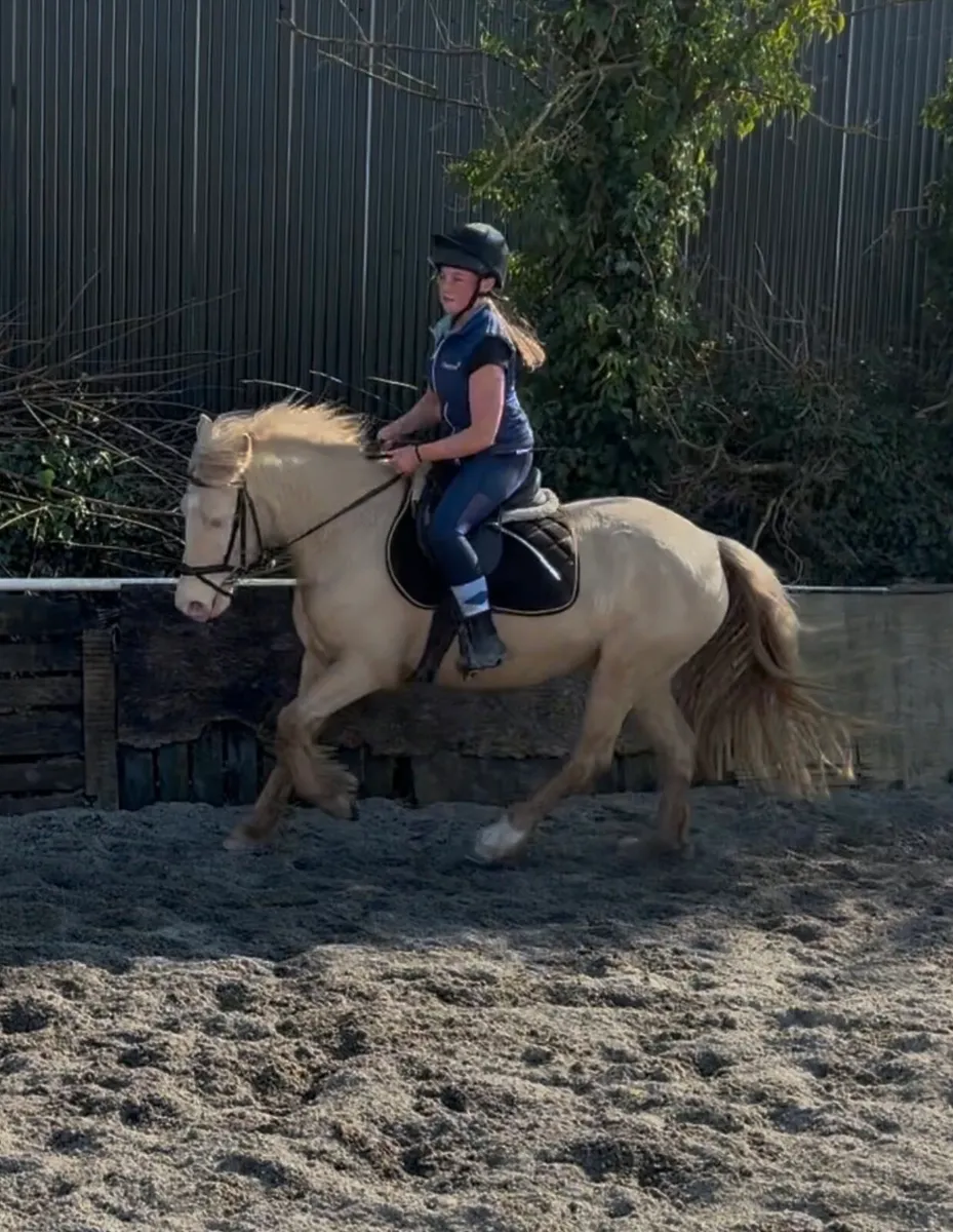 STUNNING PERLINO 4yo 13.2 FILLY - Image 1