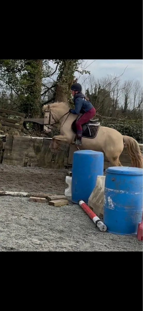 STUNNING PERLINO 4yo 13.2 FILLY - Image 3