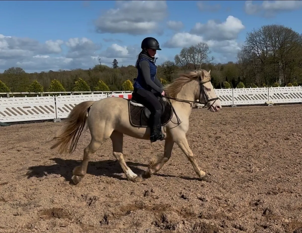 STUNNING PERLINO 4yo 13.2 FILLY - Image 4
