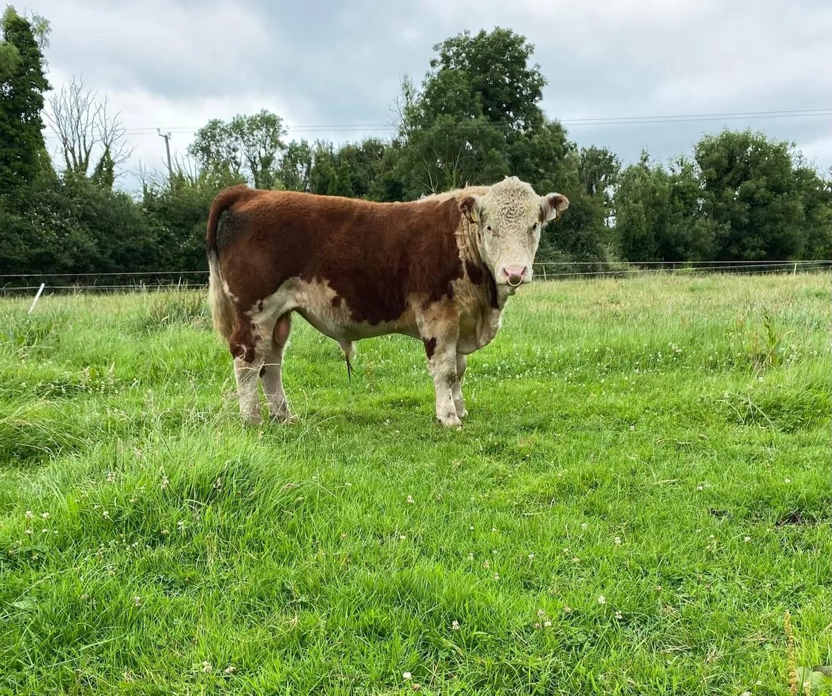 Hereford Bull