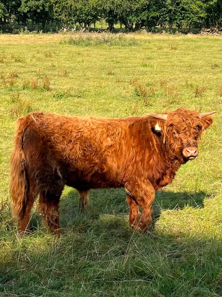 Highland Cattle - Image 2