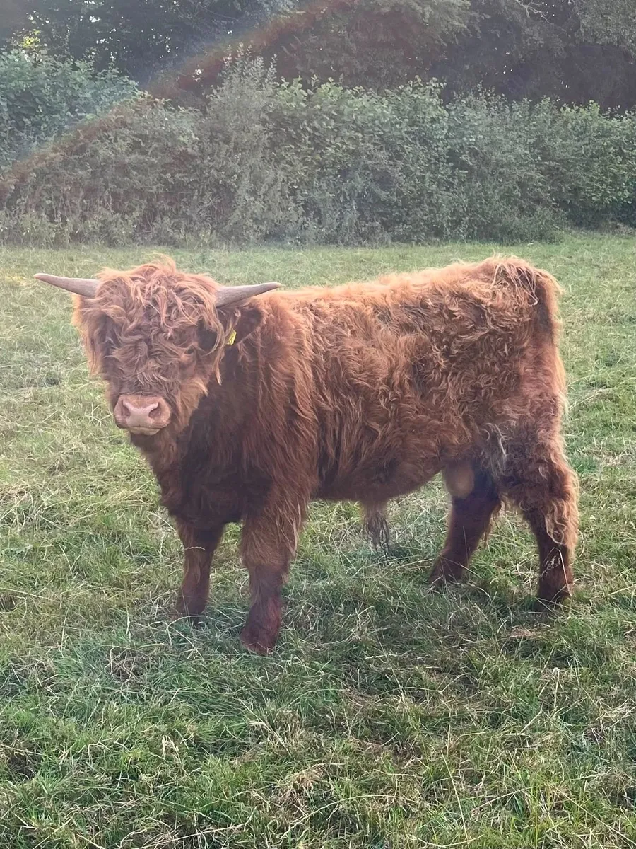 Highland Cattle - Image 4