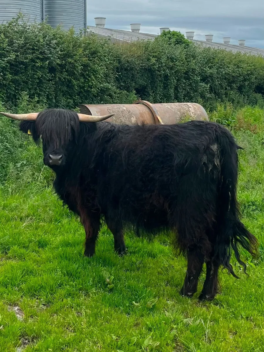 Highland Cattle - Image 2