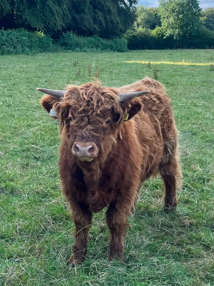 Highland Cattle - Image 3