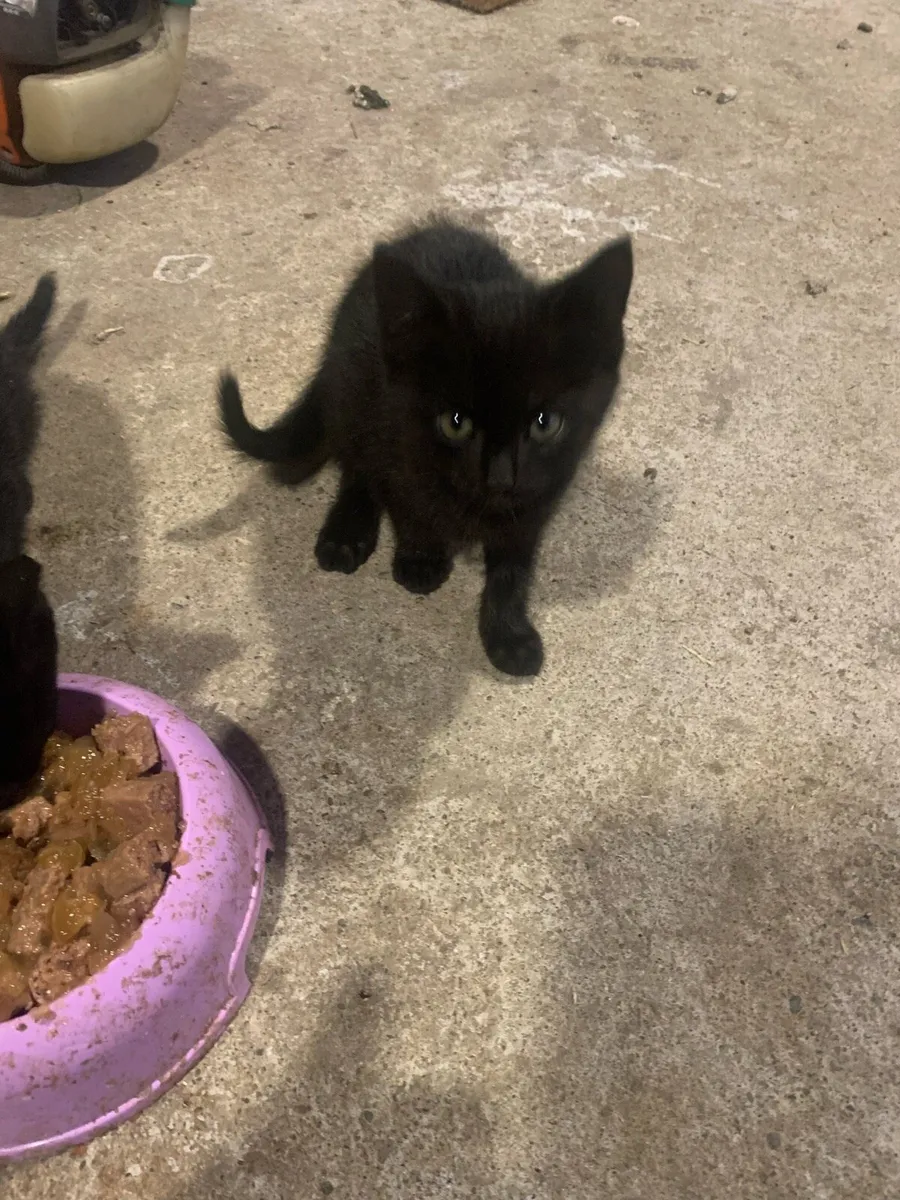 2 kittens - Image 2
