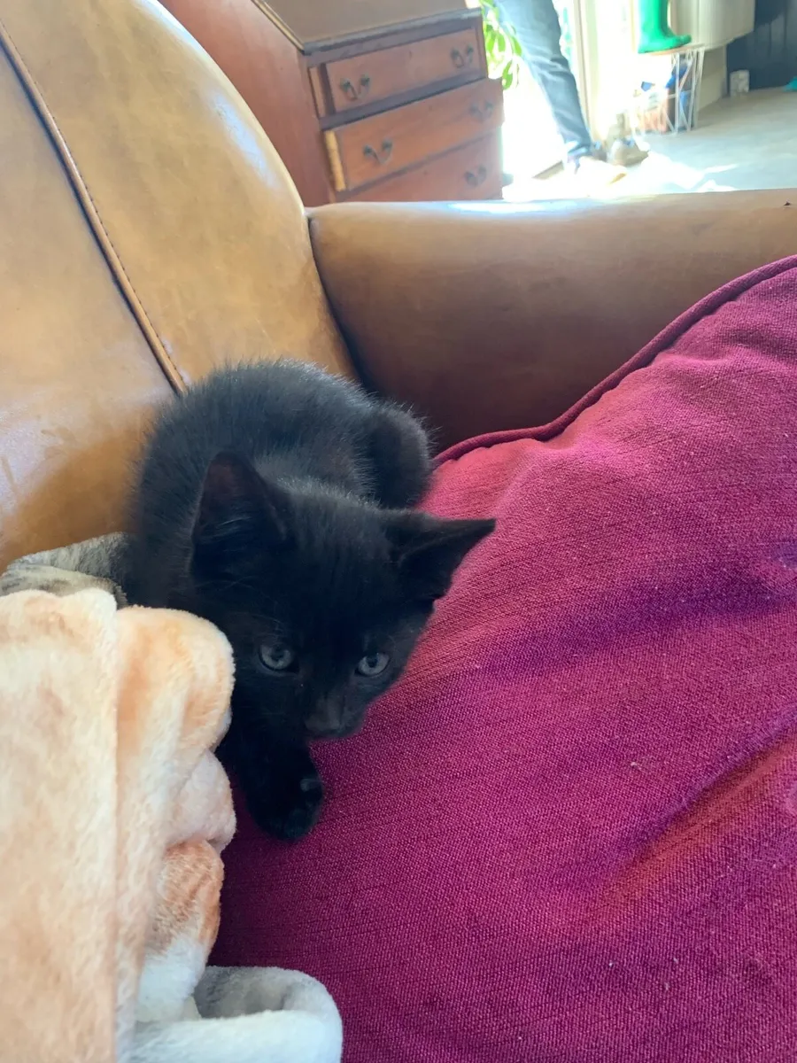 2 kittens - Image 3