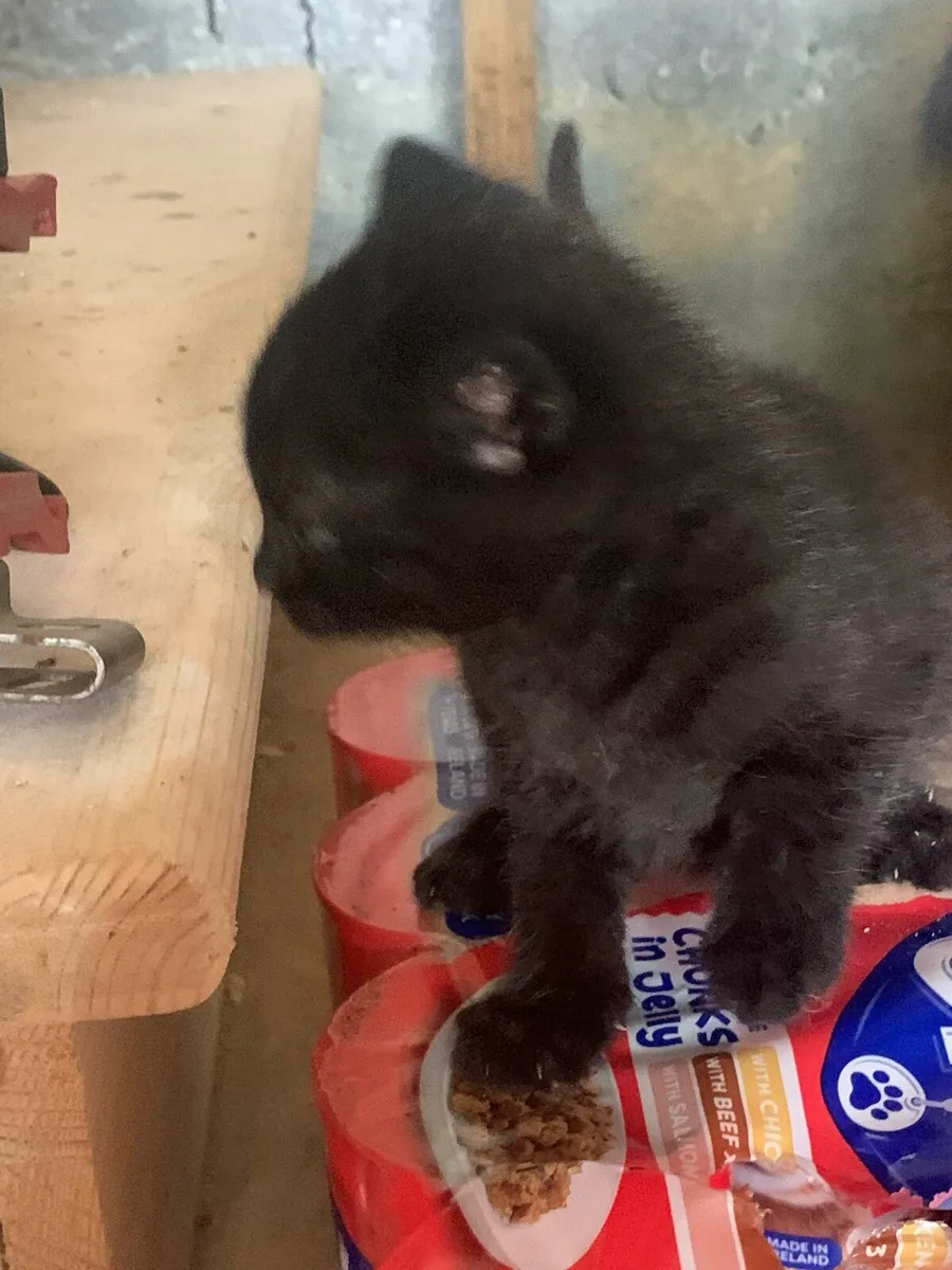 2 kittens - Image 4