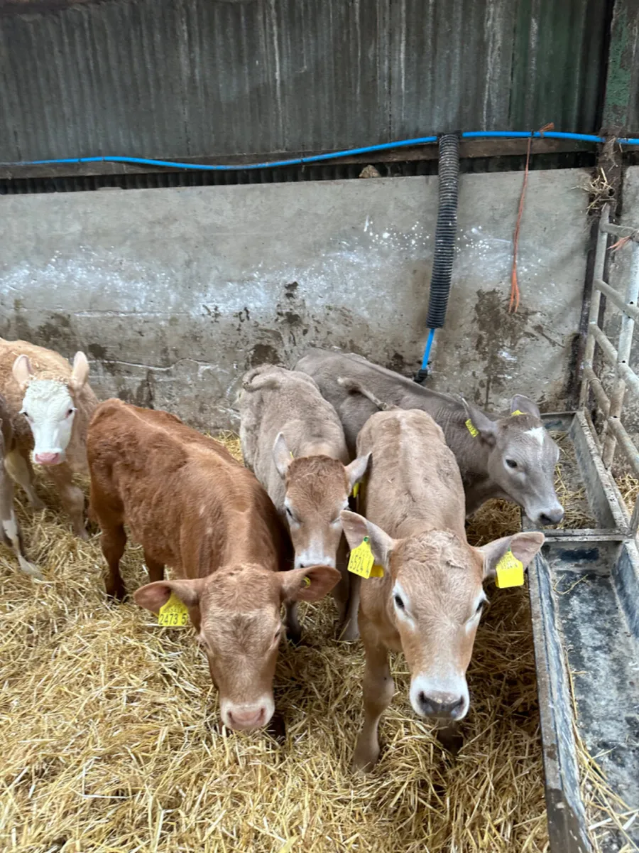 Charolais heifers - Image 2