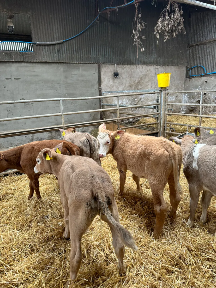 Charolais heifers - Image 3