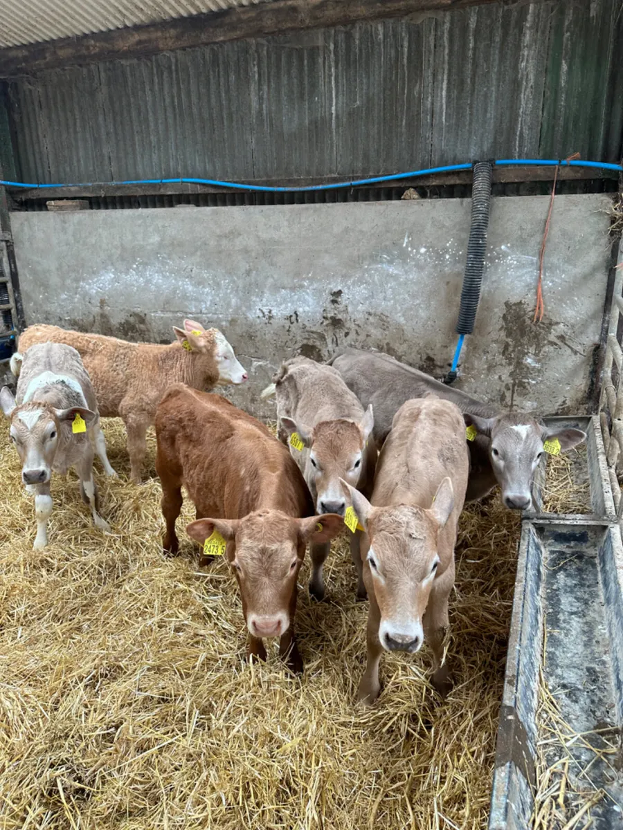 Charolais heifers - Image 1