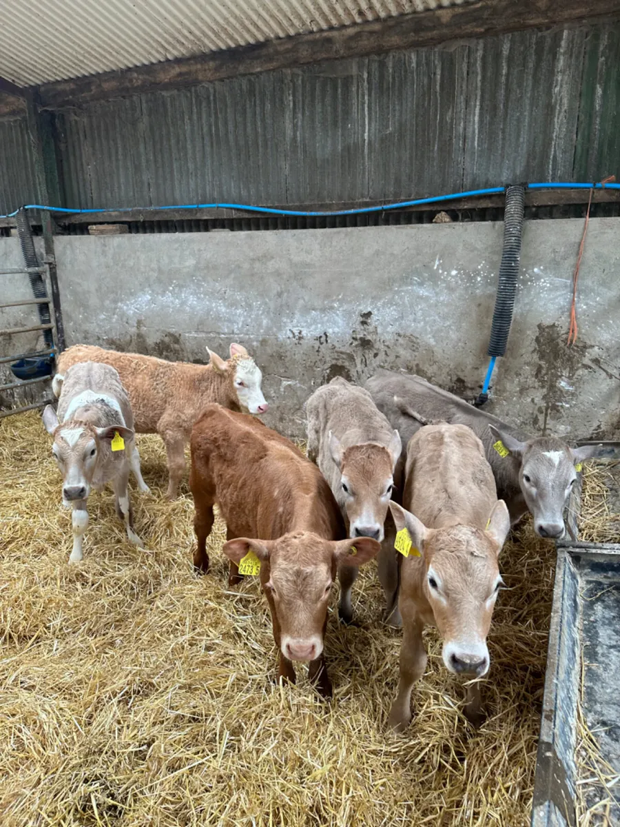 Charolais heifers - Image 4