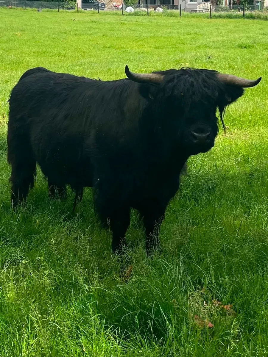 Highland Cattle - Image 3