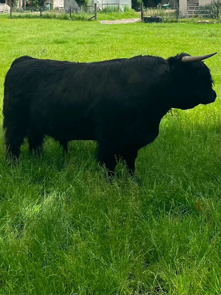 Highland Cattle - Image 4