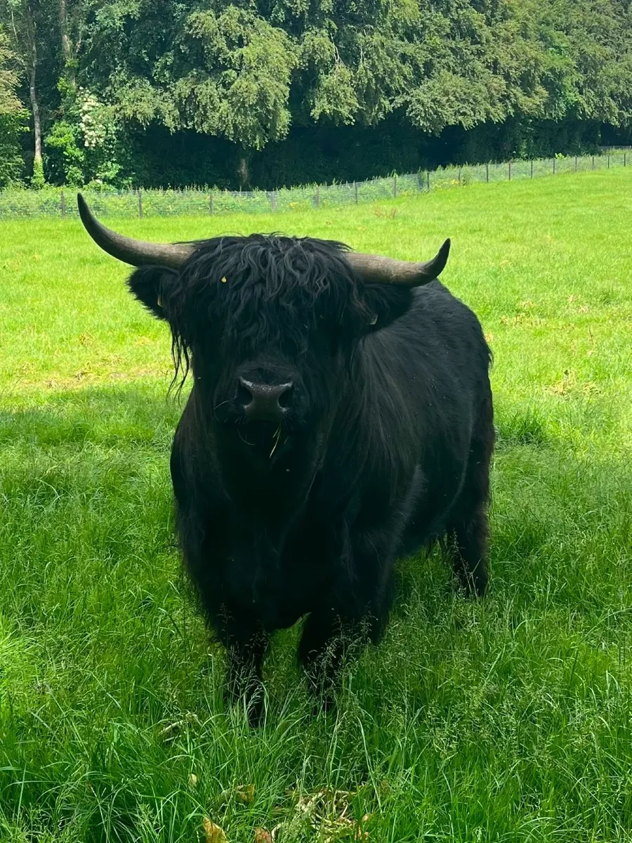 Highland Cattle - Image 1