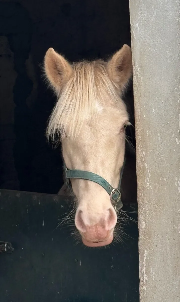 STUNNING PERLINO 4yo 13.2 FILLY - Image 2