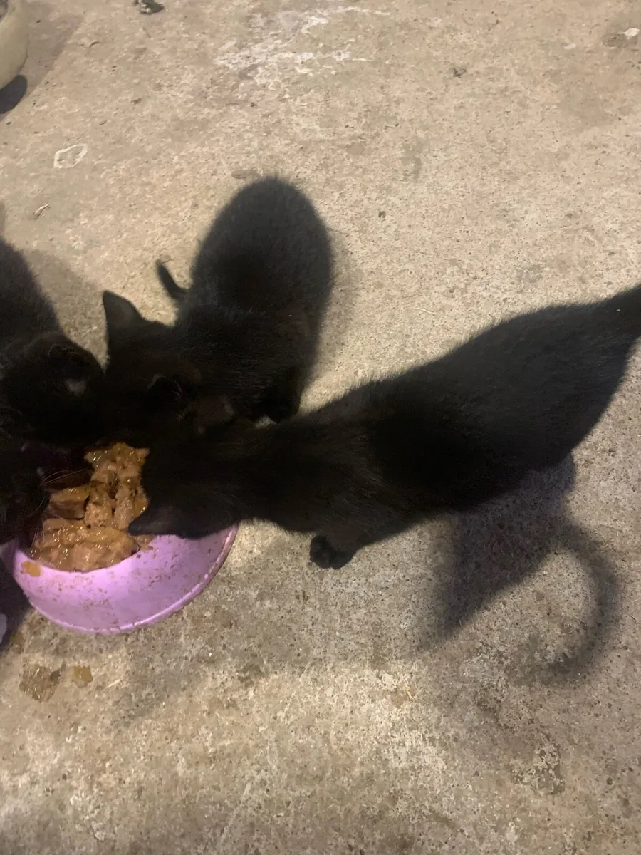 2 kittens - Image 1