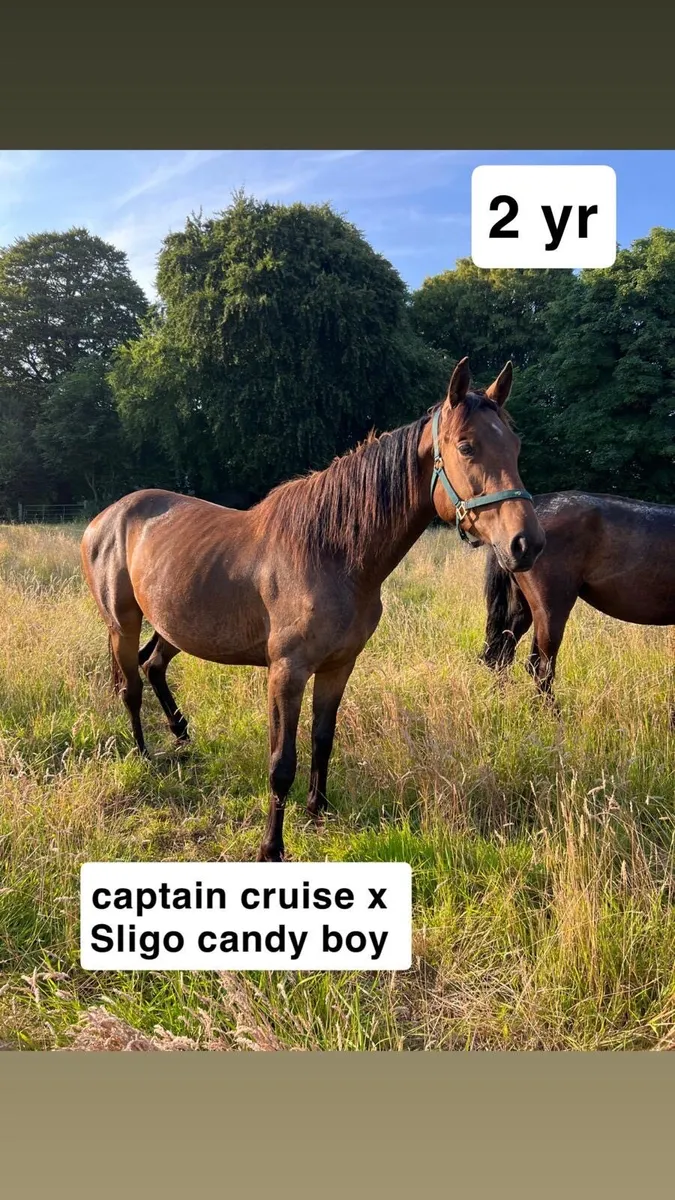 Horses - Image 1