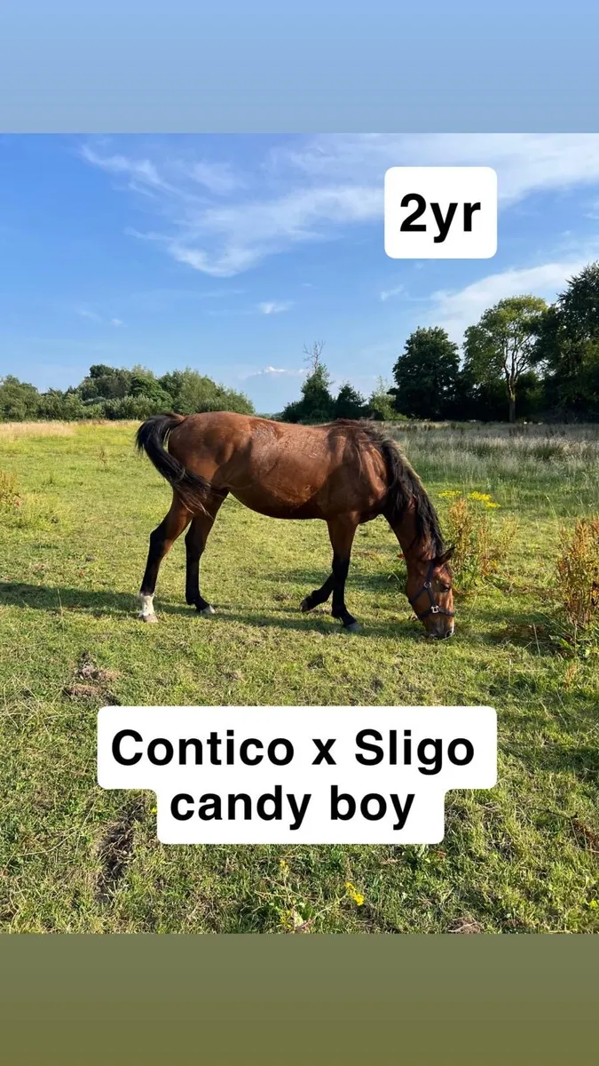 Horses - Image 2