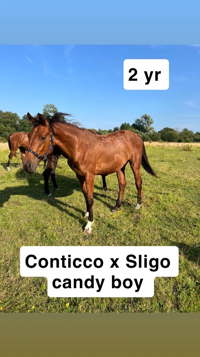 Horses - Image 3